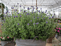 Лаванда многонадрезная Блю Торч (Blue Torch)