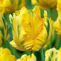 Тюльпан Parrot Eagle Wings