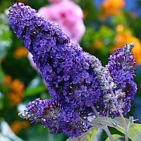 Буддлея давида Адонис Блю (Buddleja davidii Adonis Blue)