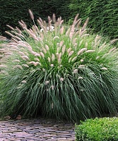 Пеннисетум лисохвостный Хамельн (Pennisetum alopecuroides)