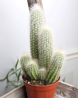 Кактус Cleistocactus Strausii