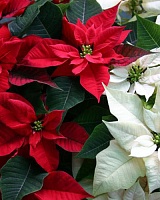 Пуансеттия (Poinsettia)