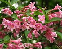 Вейгела цветущая Пинк Принцесс (Weigela florida Pink Princess)