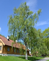 Береза повислая Криспа (Betula pendula Crispa)