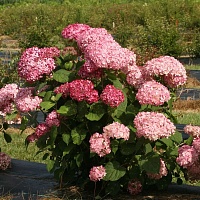 Гортензия древовидная Пинк Пинкушен (Hydrangea arborescens Pink Pincushion)