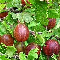 Крыжовник Богатырь
