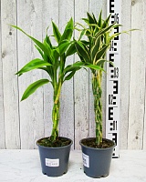 Драцена сандера Микс (Dracaena sanderiana)