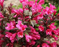 Вейгела цветущая Минор Блэк (Weigela florida Minor Black)