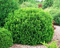 Туя западная Вудварди (Thuja occidentalis Woodwardii)