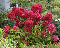 Гортензия метельчатая Диамант Руж (Hydrangea paniculata Diamond Rouge)
