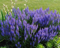 Котовник жилковатый (Nepeta nervosa)