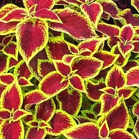 Колеус Визард Скарлет (Coleus Wisard Scarlet) Колеус Визард Скарлет (Coleus Wisard Scarlet)