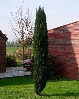 Тис остроконечный Робуста (Taxus cuspidata Robusta)