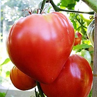 Томат Бычье сердце красный
