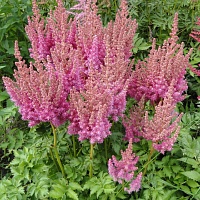 Астильба Арендса Гром и Молния (Thunder and Lightning)