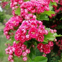 Боярышник средний Пауль Скарлет (Crataegus laevigata Paul's Scarlet)