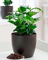 Кофе Арабика (Cofe Arabica)