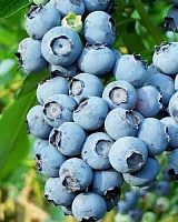 Голубика высокорослая Блюголд (Vaccinium corymbosum BlueGold)