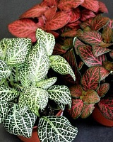 Фиттония Вершафельта (Fittonia vershaffeliti)