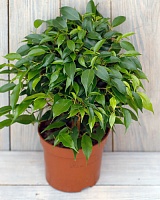 Фикус бенджамина Грин Кинки (Ficus benjamina Green Kinky)