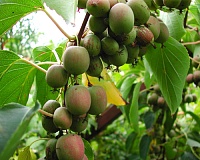 Актинидия аргута Вейки женская (Actinidia arguta Weiki famale) Актинидия аргута Вейки женская (Actinidia arguta Weiki famale)