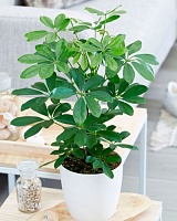 Шеффлера древовидная Мундроп (Schefflera arboricola Moondrop) 