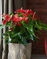 Антуриум андре Мичиган (Anthurium andraeanum Michigan)