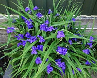 Традесканция садовая Андерсона (Tradescantia andersoniana)