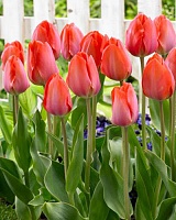 Тюльпан (дарвинов гибрид) Orange van Eijk