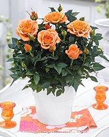 Роза Мини Оранж (Rose mini Orange)
