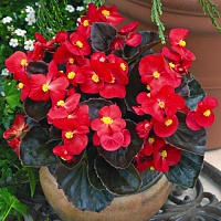 Бегония вечноцветущая бронзоволистная Найтлайф Ред