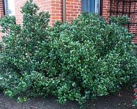 Падуб мезерва Блю Принц (Ilex meserveae Blue Prince)
