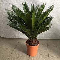 Цикас Революта