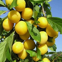Слива Желтая Афаска