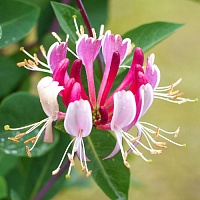 Жимолость вьющаяся Серотина (Lonicera periclymenum Serotina)