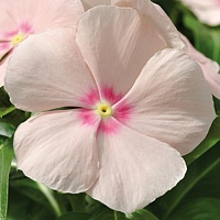 Катарантус Медитерранеан Пич (Catharanthus Mediterranean Peach)