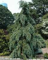 Псевдотсуга мензиса Грейсфул Грейс (Pseudotsuga menzesii Graceful Grace)