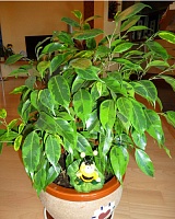 Фикус бенджамина Реджинальд (Ficus benjamina Reginald)
