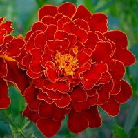 Тагетес отклоненный Дуранго Ред (Tagetes patula Durango Red)