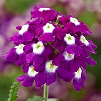 Вербена ампельная Обсешн Каскад Парпл Шейдес виз Ай (Verbena hybrida Obsession Cascade Purple Shades