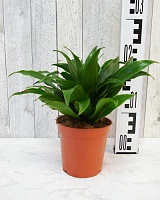 Драцена Деремская Гранд компакт (Dracaena deremensis Grand Compact)