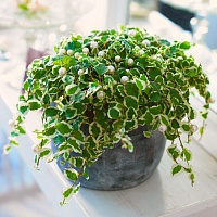 Фикус пумила Уайт Санни (Ficus Pumila White Sunny)