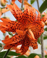 Лилия Double Flore Pleno