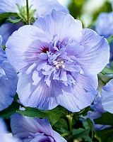 Гибискус сирийский Блю Шифон (Hibiscus syriacus Blue Chiffon)