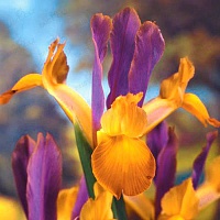 Ирис Dutch Bronze Queen