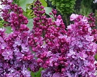 Сирень обыкновенная Князь Волконский (Syringa vulgaris Prince Wolkonsky)