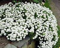 Иберис многолетний (Iberis sempervirens)
