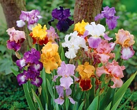 Ирис бородатый (Iris) Ирис бородатый (Iris)
