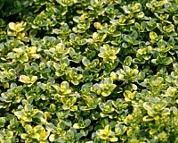 Тимьян лимоннопахнущий Замбези (Thymus citrodorus Sambesi)