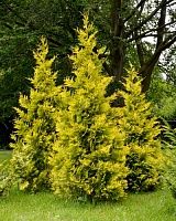 Туя западная Голден Брабант (Thuja occidentalis Golden Brabant)
